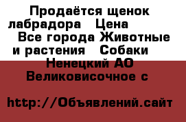 Продаётся щенок лабрадора › Цена ­ 30 000 - Все города Животные и растения » Собаки   . Ненецкий АО,Великовисочное с.